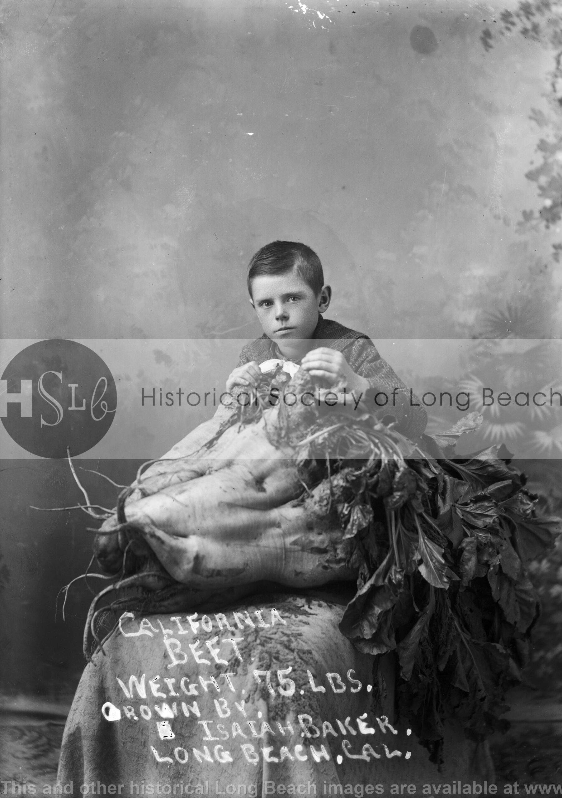 Daugherty Beet, 1900s